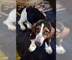 Small Basset Hound
