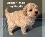 Small #1 Poodle (Toy)