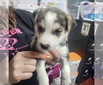 Small #26 Siberian Husky Mix
