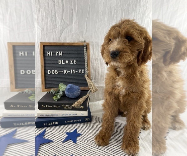 Medium Photo #4 Goldendoodle Puppy For Sale in WOODBURN, IN, USA
