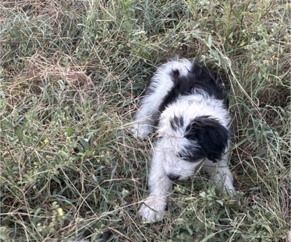 Medium Photo #3 Australian Shepherd-Old English Sheepdog Mix Puppy For Sale in BROKEN BOW, OK, USA