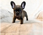 Small #14 French Bulldog