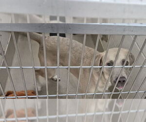 American Pit Bull Terrier Dogs for adoption in Decatur, IL, USA