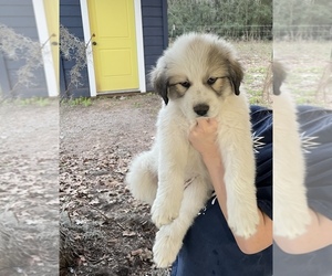 Great Pyrenees Puppy for sale in COLUMBUS, TX, USA