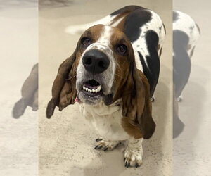 WALTER - ADOPTION PENDING! - Male Basset Hound Dog for Adoption - Photo #4