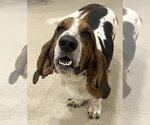 Small Photo #4 Basset Hound Puppy For Sale in Deepwater, NJ, USA
