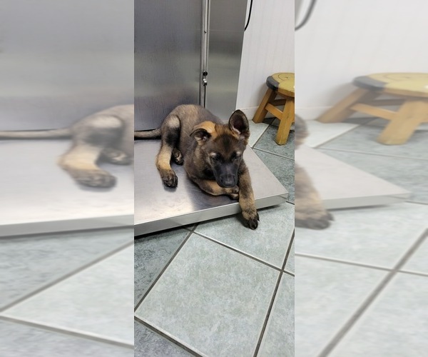 Medium Photo #8 German Shepherd Dog Puppy For Sale in VAN BUREN, AR, USA