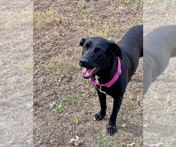 Medium Photo #11 Labrador Retriever-Unknown Mix Puppy For Sale in Brewster, NY, USA