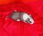 Small Photo #9 American Pit Bull Terrier Puppy For Sale in TRENTON, NJ, USA