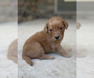 Golden Retriever Puppy for sale in FORDLAND, MO, USA