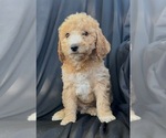 Small #1 Cavapoo-Goldendoodle Mix