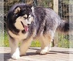Small Photo #1 Siberian Husky Puppy For Sale in MOUTH OF WILSON, VA, USA