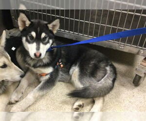 Siberian Husky-Unknown Mix Dogs for adoption in Riverside, CA, USA