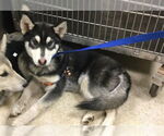 Small Siberian Husky Mix