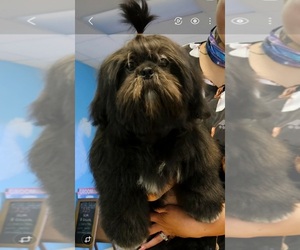 Shih Tzu Dog for Adoption in PORT RICHEY, Florida USA