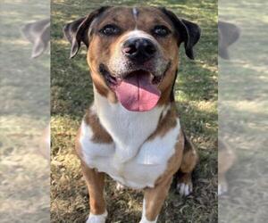 Catahoula Leopard Dog Dogs for adoption in Texas City, TX, USA