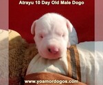 Small Photo #24 Dogo Argentino Puppy For Sale in JANE, MO, USA