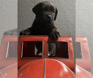 Cane Corso Puppy for sale in CORONA, CA, USA