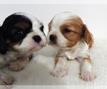 Small Photo #5 Cavalier King Charles Spaniel Puppy For Sale in CARLISLE, KY, USA