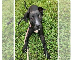 Labrador Retriever-Unknown Mix Dogs for adoption in Decatur, IL, USA