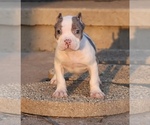 Small #1 American Bully