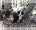 Puppy Diamond Australian Shepherd