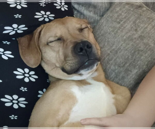 Medium Photo #3 American Pit Bull Terrier-Unknown Mix Puppy For Sale in Germantown, OH, USA