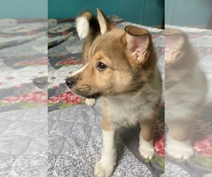 Sheltie Inu Puppy for sale in ANDERSON, IN, USA