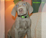 Small #1 Weimaraner
