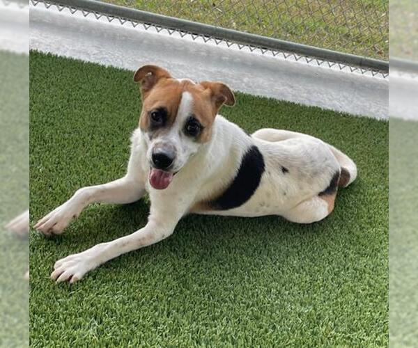 Medium Photo #2 Mutt Puppy For Sale in Baytown, TX, USA