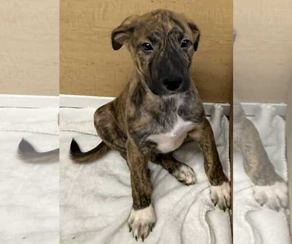 Medium Photo #1 Collie-German Shepherd Dog Mix Puppy For Sale in Mechanicsburg, PA, USA