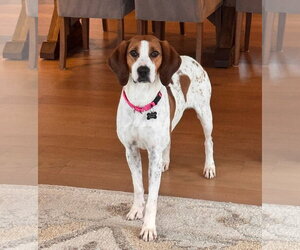 Treeing Walker Coonhound-Unknown Mix Dogs for adoption in Rockaway, NJ, USA