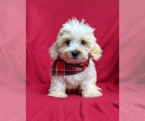 Maltipoo-Poodle (Miniature) Mix Puppy for sale in LINCOLN UNIV, PA, USA
