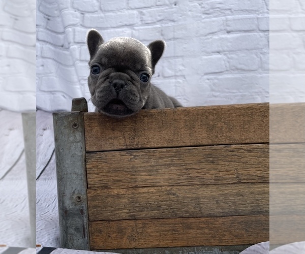 Medium Photo #8 French Bulldog Puppy For Sale in LENOIR, NC, USA