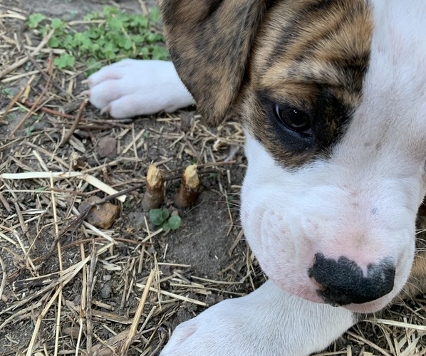 Medium Photo #6 American Bully-Boxer Mix Puppy For Sale in PORTSMOUTH, VA, USA