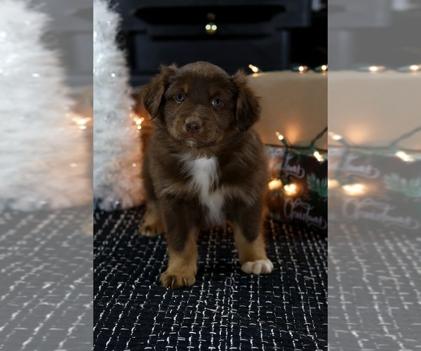 Medium Photo #6 Miniature American Shepherd Puppy For Sale in DAWSON, GA, USA