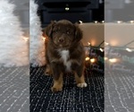 Small #5 Miniature American Shepherd