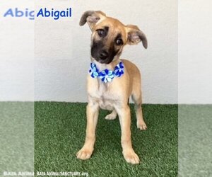 Black Mouth Cur-Unknown Mix Dogs for adoption in San Diego, CA, USA