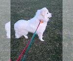 Small #2 Great Pyrenees