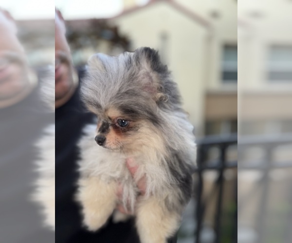 Medium Photo #1 Pomeranian Puppy For Sale in SAN DIEGO, CA, USA