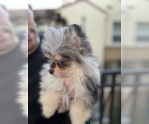 Pomeranian Puppy for sale in SAN DIEGO, CA, USA