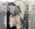 Small Pomeranian