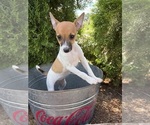 Image preview for Ad Listing. Nickname: Stella