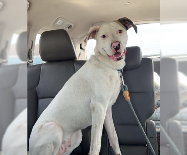 Medium Photo #1 Bulldog-Unknown Mix Puppy For Sale in Brooklyn Center, MN, USA