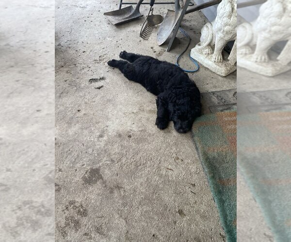Medium Photo #7 Goldendoodle Puppy For Sale in PARKER CITY, IN, USA