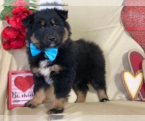 Australian Shepherd Puppy for sale in LANCASTER, PA, USA