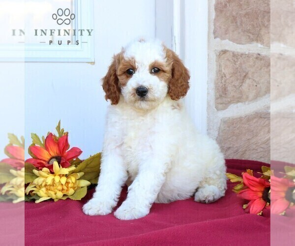 Medium Photo #4 Goldendoodle (Miniature) Puppy For Sale in GORDONVILLE, PA, USA