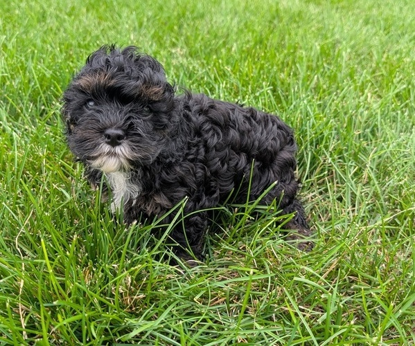 Medium Photo #8 Cock-A-Poo Puppy For Sale in GOSHEN, IN, USA