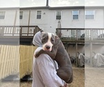 Puppy Winter American Pit Bull Terrier