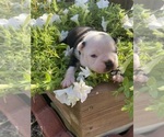Small #7 Boston Terrier